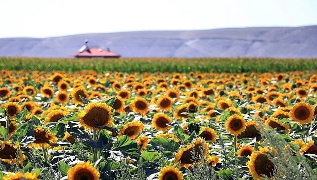 PepsiCo Türkiye, Dünya Çiftçiler Günü’nü Çiftçilerle Birlikte Tarımın Geleceğini İnşa Ederek Kutluyor