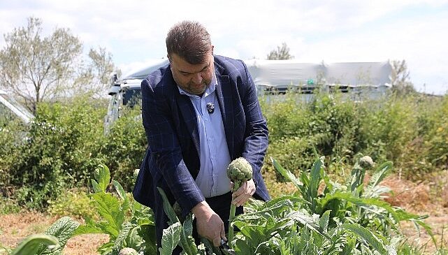 İlçenin önemli tarımsal üretim merkezlerinden Düzce Köyü’nde gerçekleşen hasada, Seferihisar Belediye Başkanı İsmail Yetişkin de